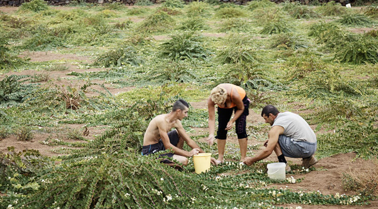 Pantellerian kapris suolassa, iso koko, 90 g