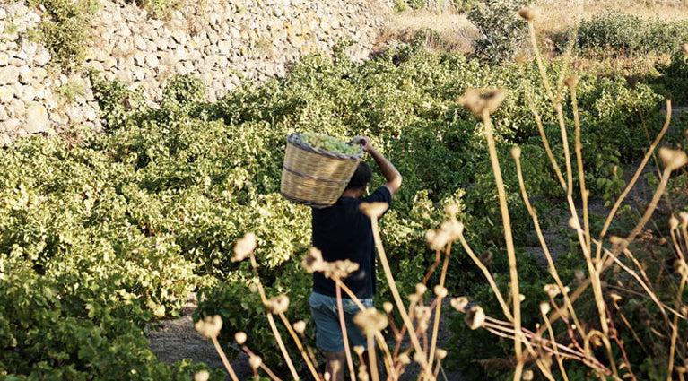 Pantellerian kapris suolassa, pieni koko, 200 g