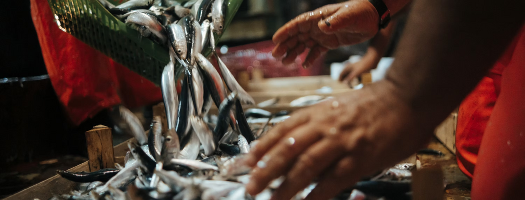 Sardellit oliiviöljyssä, 700 g