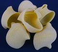 Setaro lumaconi 500 g