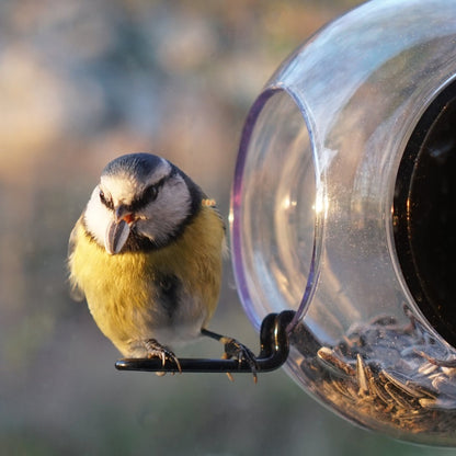 Born in Sweden Birdfeeder for the window