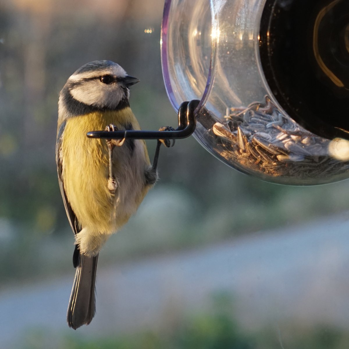 Born in Sweden Birdfeeder for the window