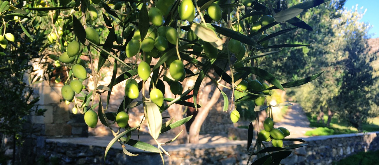 Thema oliiviöljy Kreetalta