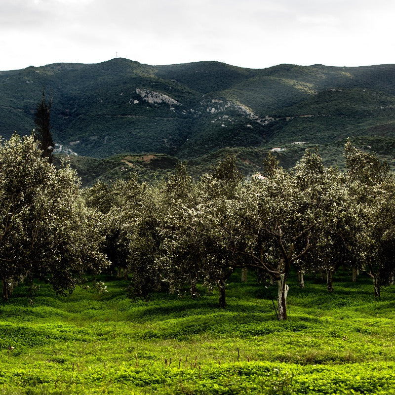 Tombazis oliiviöljy